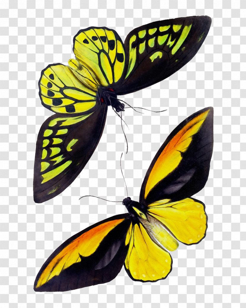 Monarch Butterfly Transparent PNG