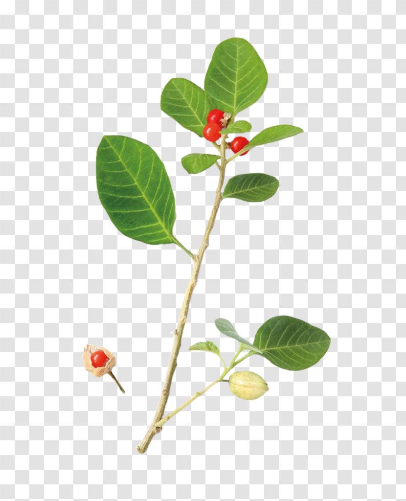 Rennet Herb Himalaya │A-Lek D.o.o. Leaf Organic Certification - Energy - Ashwagandha Transparent PNG