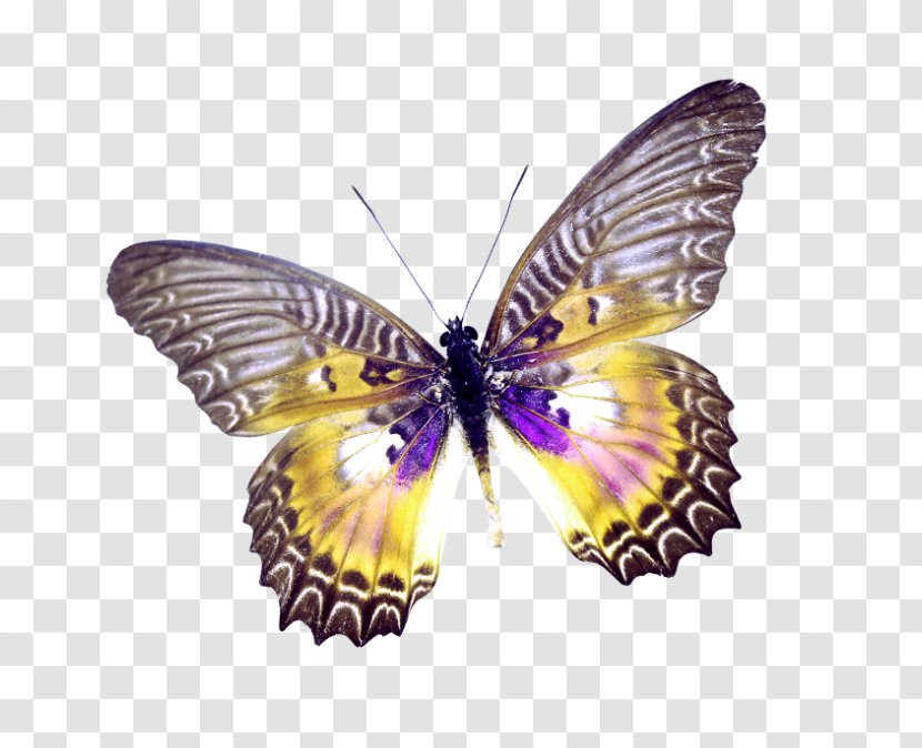 Butterfly Clip Art - Data Compression - Beautiful Transparent PNG