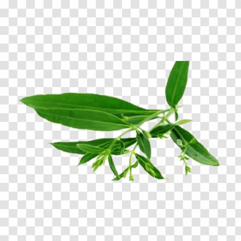 Stock Photography Swertia Japonica Medicinal Plants Bimaculata Image - Green Chiretta - Home Remedies For Boils Transparent PNG