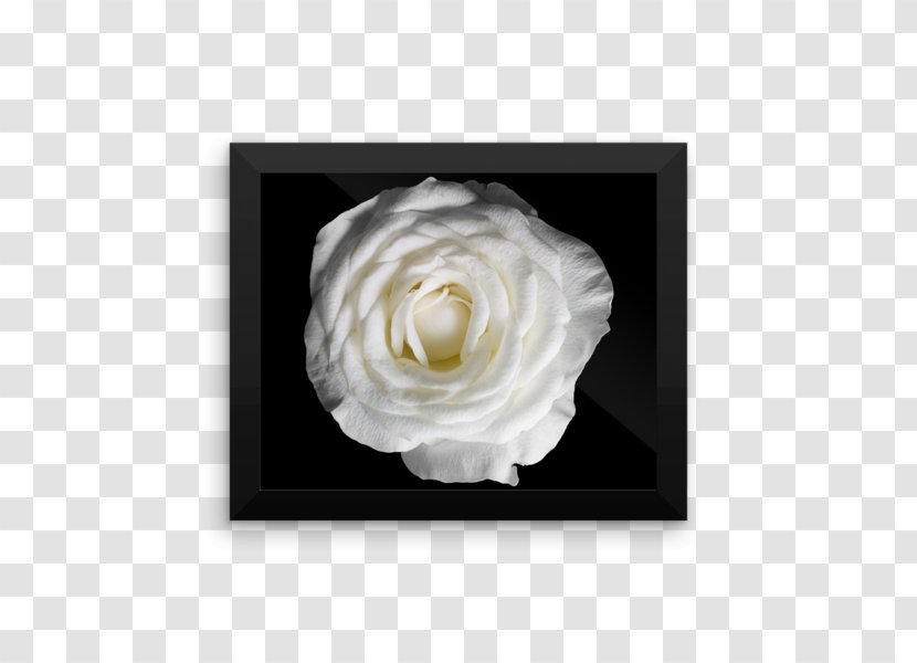 Photography Poster Image Black And White Rose Transparent PNG