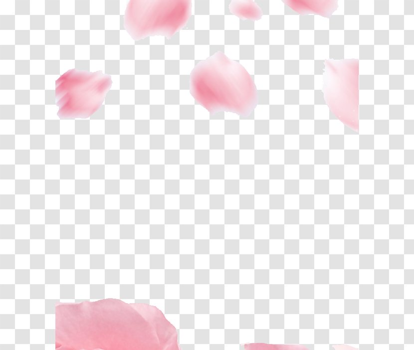 Garden Roses Petal Flower Image - Adobe After Effects - Petals Transparent PNG