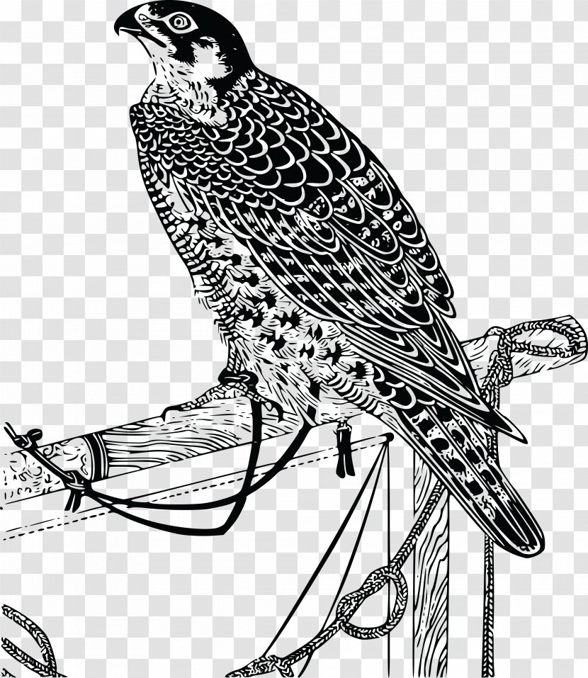 Bird Falcon Drawing Clip Art Transparent PNG