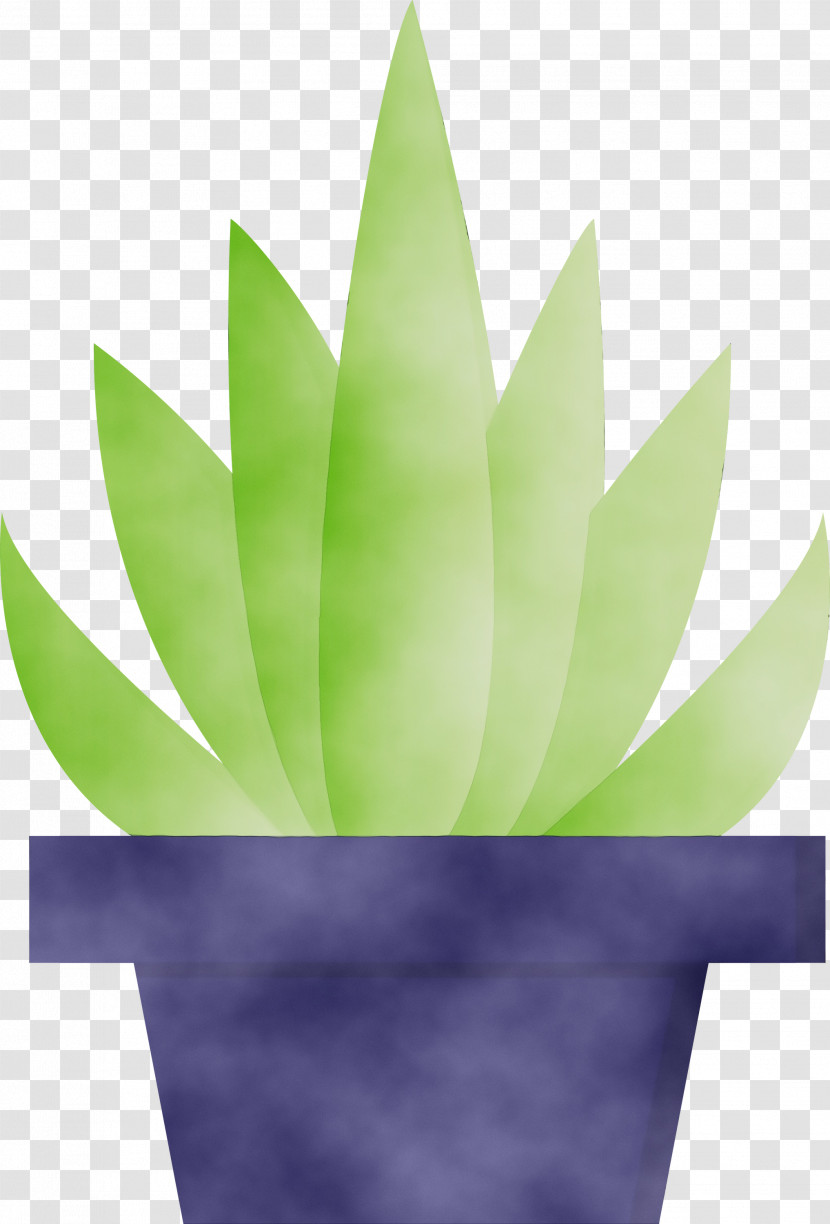 Green Leaf Plant Agave Flower Transparent PNG