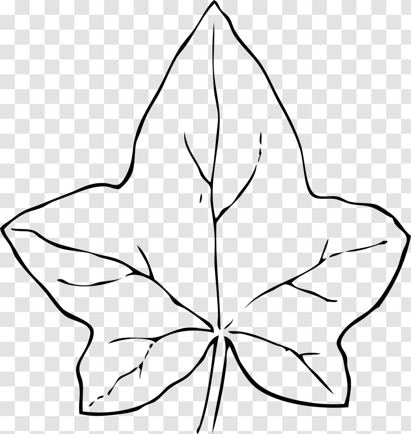 Common Ivy Leaf Drawing Clip Art Transparent PNG