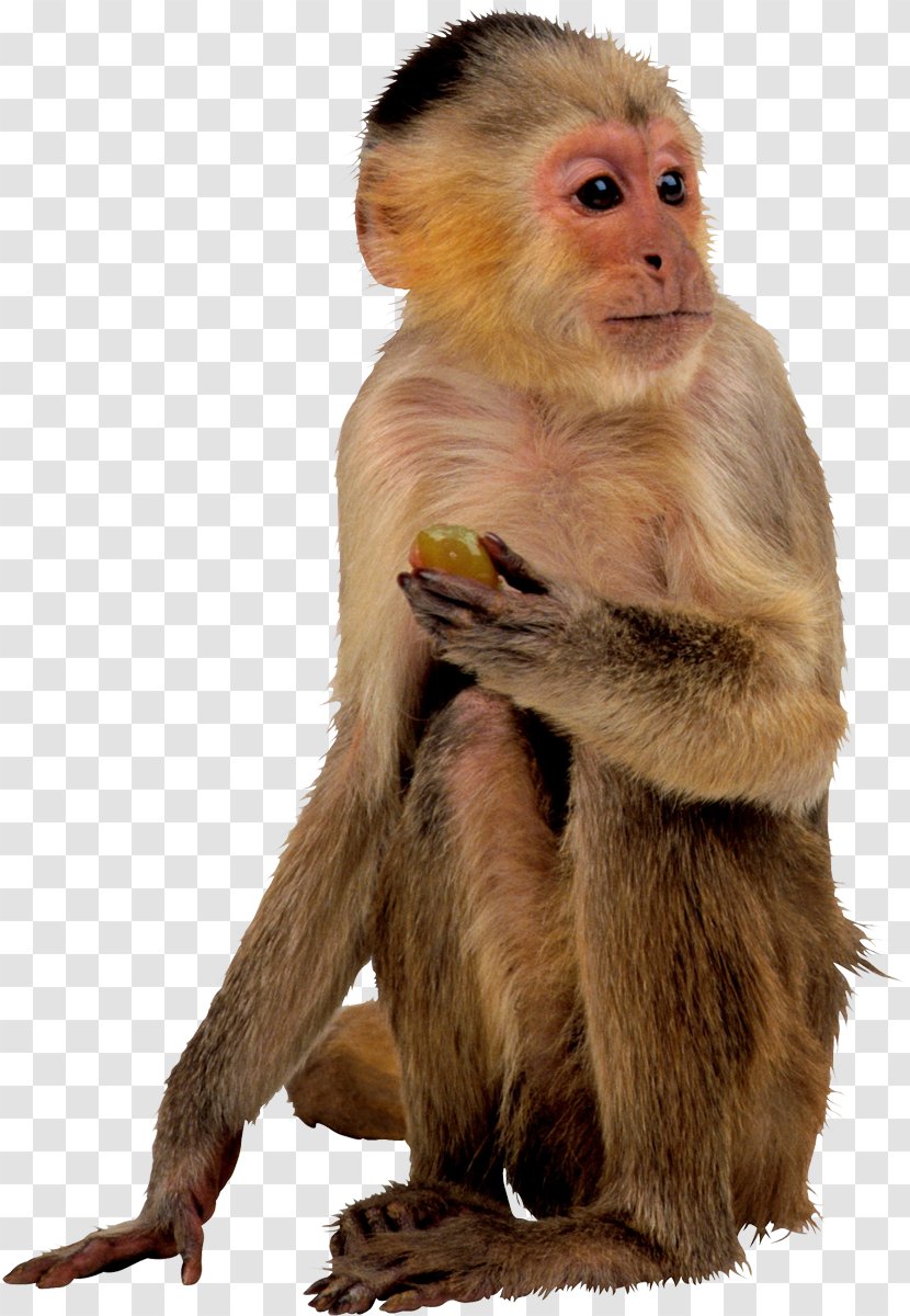 Ape Monkey - Fur - Gorilla Transparent PNG