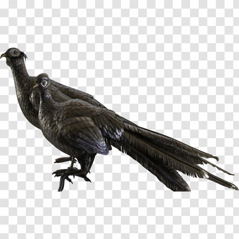 Feather Fauna Beak Galliformes Vulture Transparent PNG