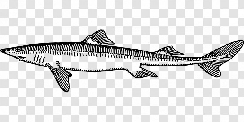 Fish Drawing Salmon Tiger Shark - Whales Dolphins And Porpoises Transparent PNG