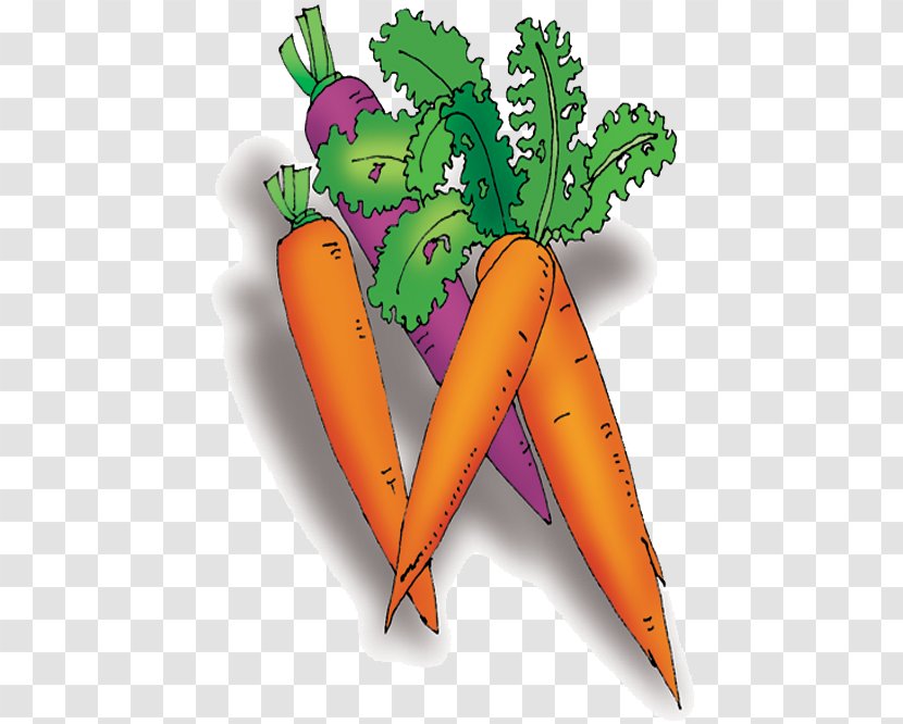 Carrot Vegetable Cartoon - Local Food Transparent PNG
