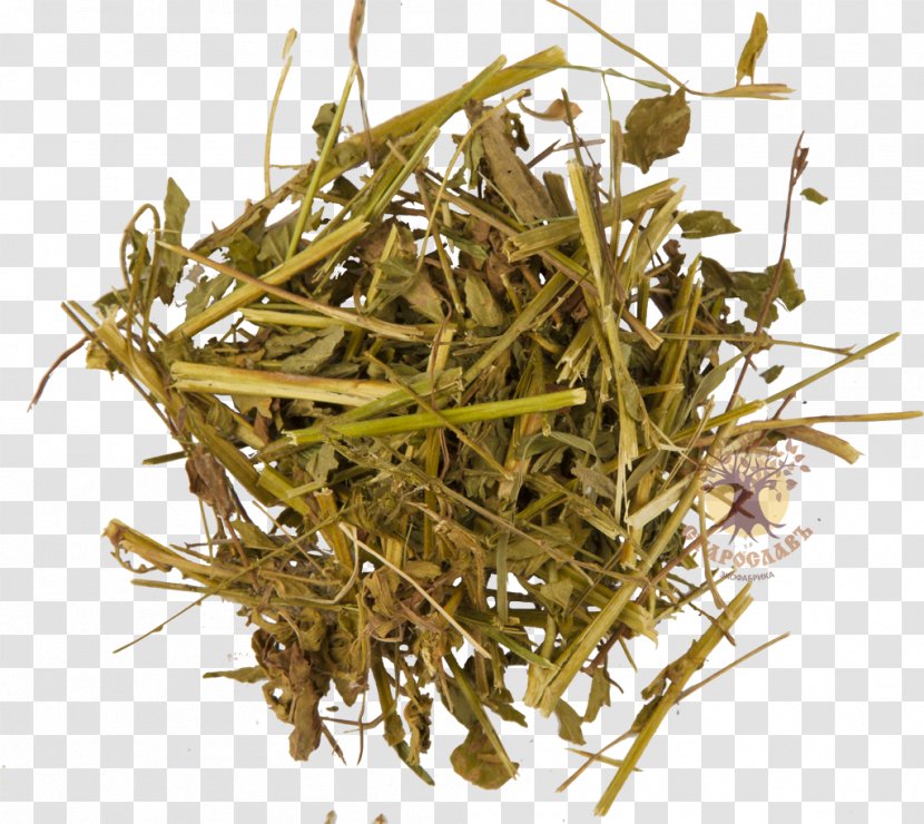 Hōjicha Herb Agrimonia Eupatoria - Hojicha - Dianhong Transparent PNG