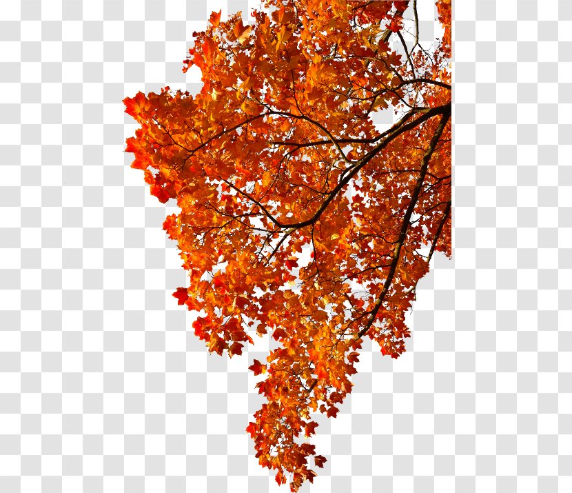 Autumn Leaf Color Maple - Maidenhair Tree Transparent PNG