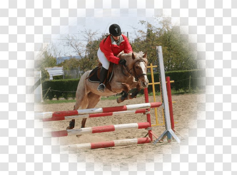 Show Jumping Horse Hunt Seat Equitation Eventing - Like Mammal Transparent PNG