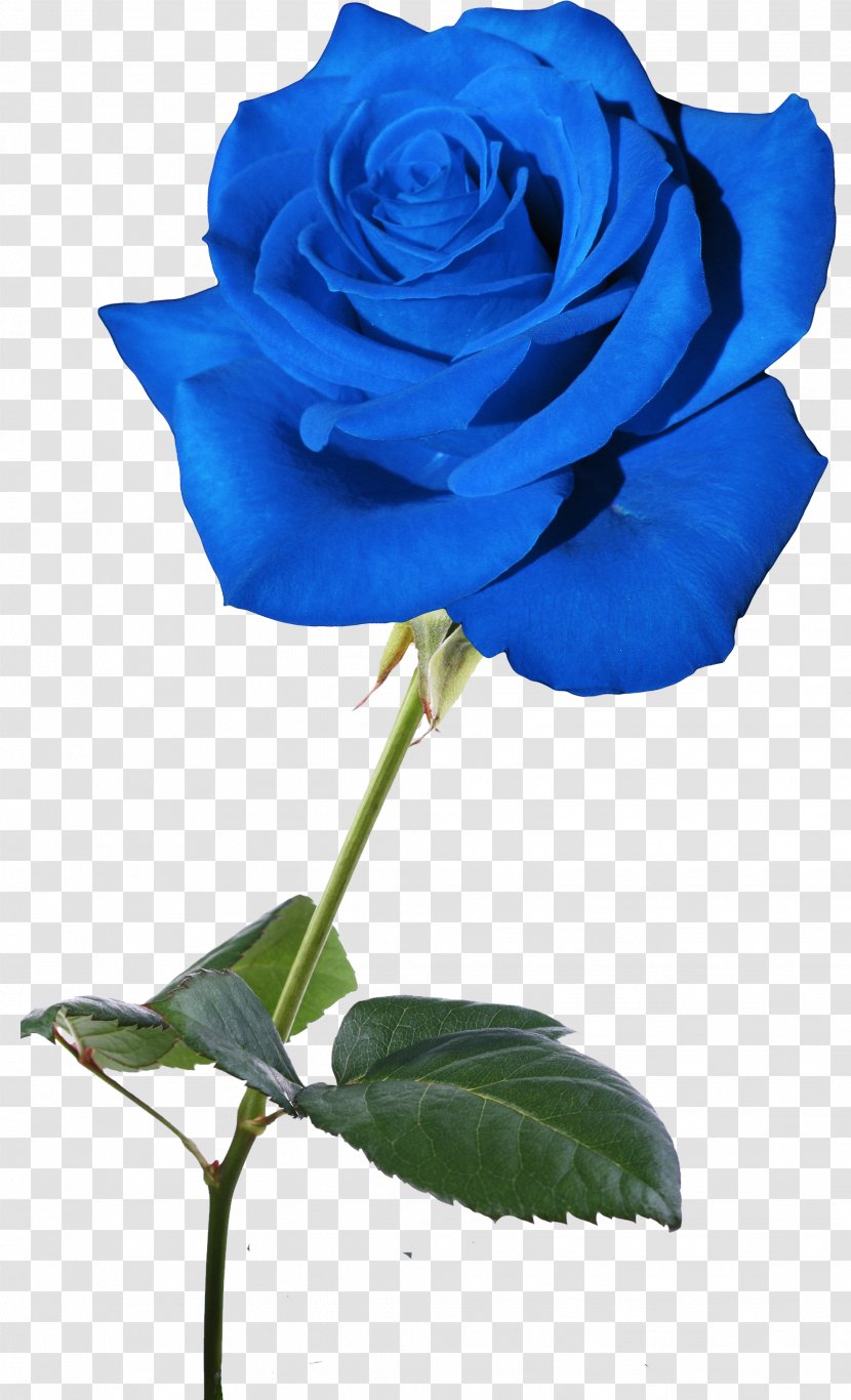 Blue Rose Flower Garden Roses Rosaceae - Order Transparent PNG