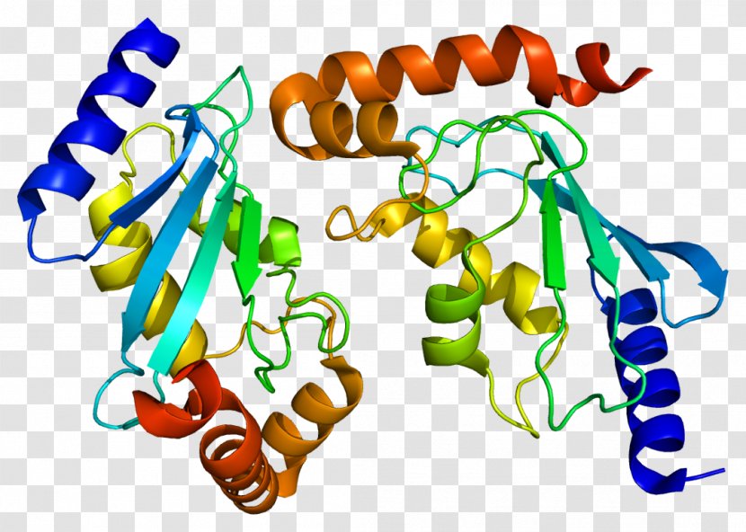 UBE2H Protein Ubiquitin-conjugating Enzyme Gene - Frame - Flower Transparent PNG