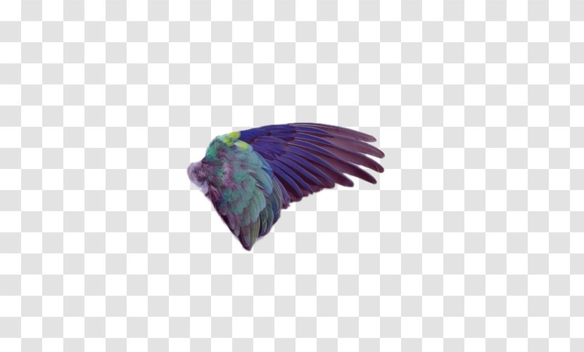 Bird Wing Painting Feather - Beak - Animals Wings Transparent PNG