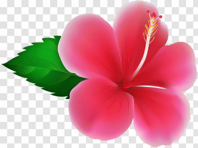Petal Pink Frangipani Flower Plant Transparent PNG
