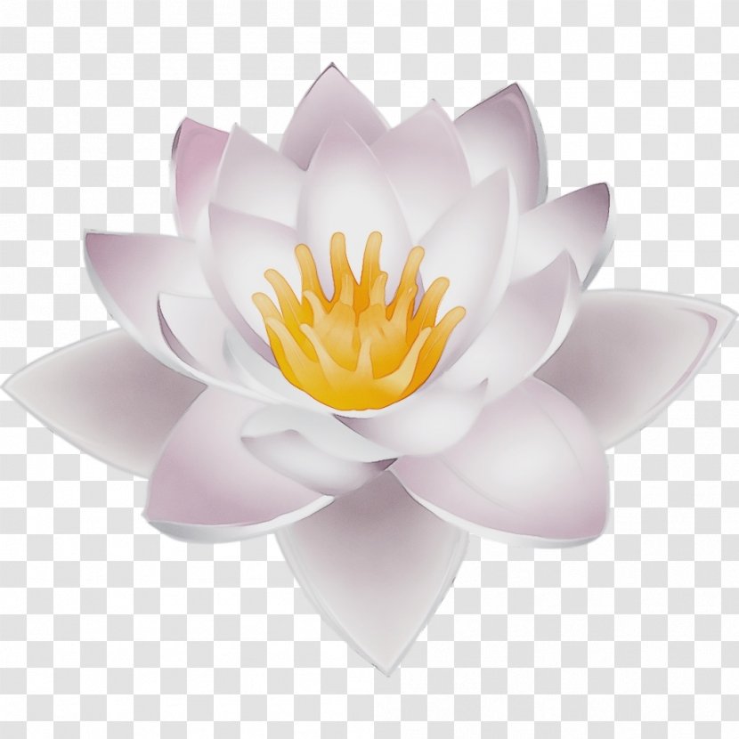 Lotus - Flowering Plant Transparent PNG