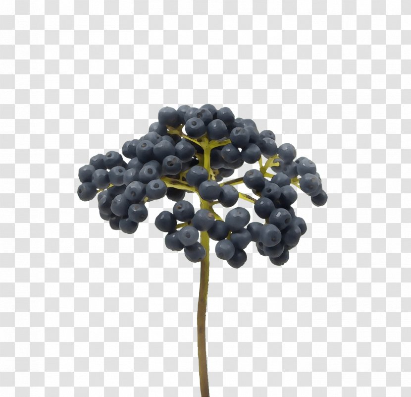 Plant Berry Fruit Grapevine Family Grape - Paint - Food Elderberry Transparent PNG