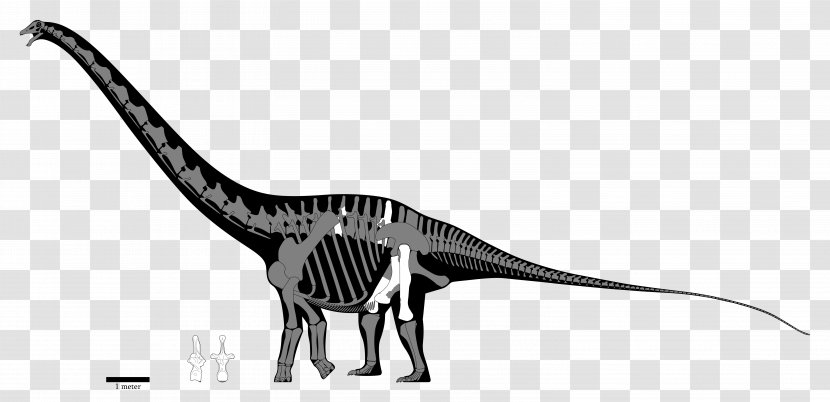 Velociraptor Carcharodontosaurus Spinosaurus Sauroniops Amphicoelias Altus - Wildlife - Dinosaur Transparent PNG