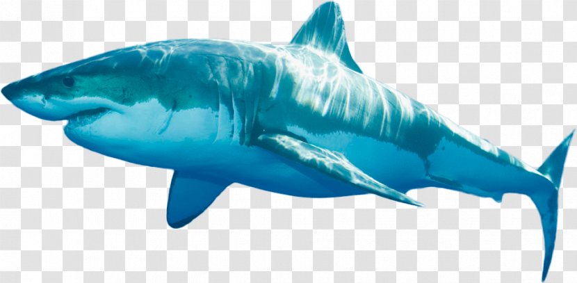 Tiger Shark Great White Fin Soup Finning - Marine Biology - Head Transparent PNG