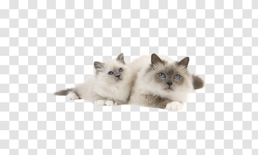 Kitten Birman Ragdoll Ragamuffin Cat Balinese - Domestic Shorthaired Transparent PNG