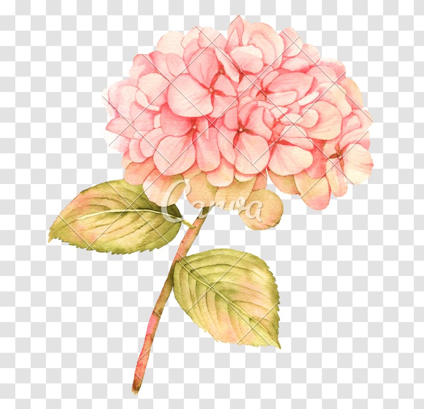 French Hydrangea Watercolour Flowers Watercolor Painting - Flower Arranging - Hortensia Transparent PNG