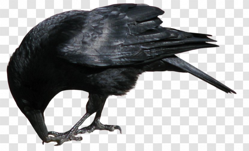 Common Raven Clip Art - Sticker - Crow Image Transparent PNG