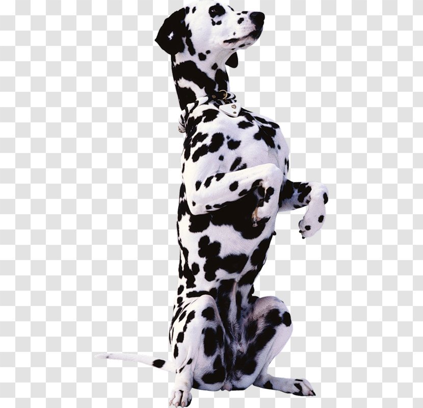 Dalmatian Dog Bernese Mountain Beagle Basset Hound Rottweiler - Cat Transparent PNG