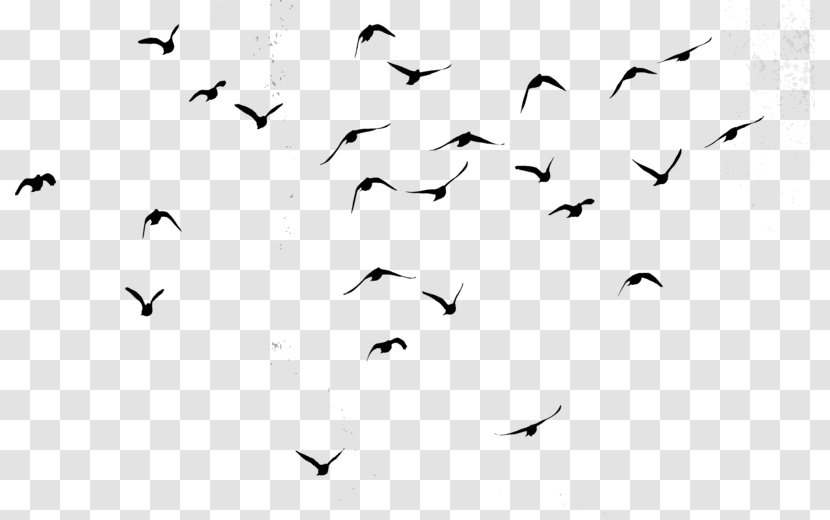 Flock Bird Data Flight Image - Feather - Email Transparent PNG