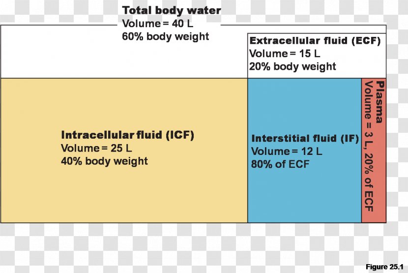 Fluid Compartments Extracellular Body Water Human Transparent PNG