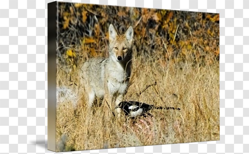 Coyote Eurasian Magpie Stock Photography Royalty-free - Wild E Transparent PNG