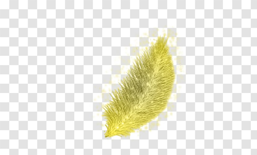 Close-up Commodity - Feather - Golden Feathers Transparent PNG