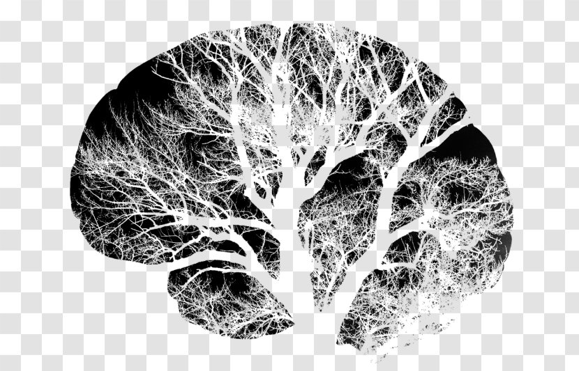 Human Brain Neuron Nervous System Clip Art - Cartoon Transparent PNG