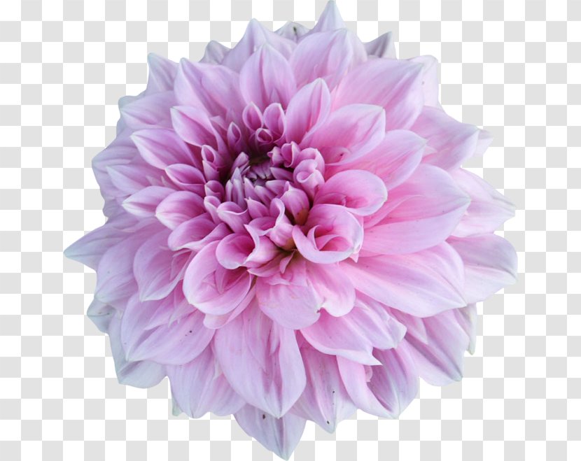Dahlia Pink Flowers Tulip Stock Photography - Daisy Family - Flower Transparent PNG