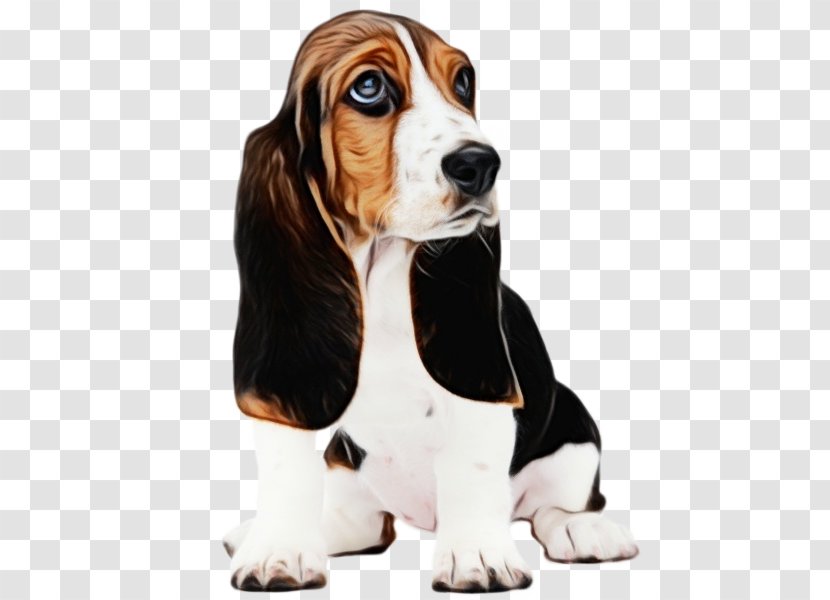 Dog And Cat - Ear Mite - Coonhound Scent Hound Transparent PNG