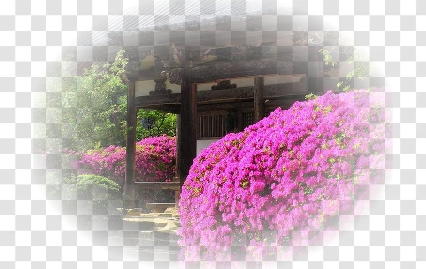 Japanese People Floral Design Flowering Plant - Pink - Japan Transparent PNG