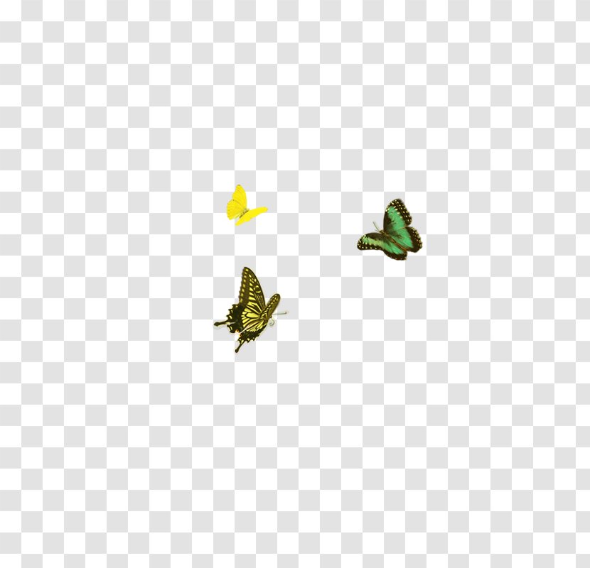 Butterfly Icon - Frog Transparent PNG