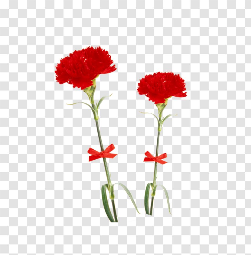 Flower Carnation Floral Design Psd - Rose Transparent PNG