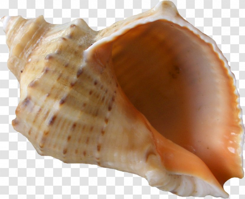 Beach Conch Seaside Resort - Conchology Transparent PNG