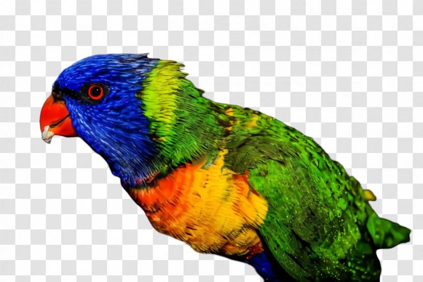 Colorful Background - Parrot - Wing Lovebird Transparent PNG