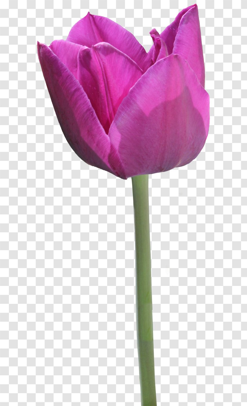 Tulip Garden Roses - Rose Family - Purple Transparent PNG