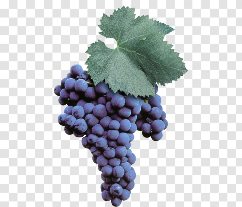 Sultana Malvasia Wine Uva Di Troia Grape - Bilberry Transparent PNG