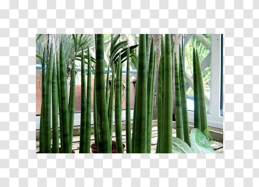 Succulent Plant String-of-pearls Garden Aloe Vera - Bird Of Paradise Flower - Sao Jorg Transparent PNG
