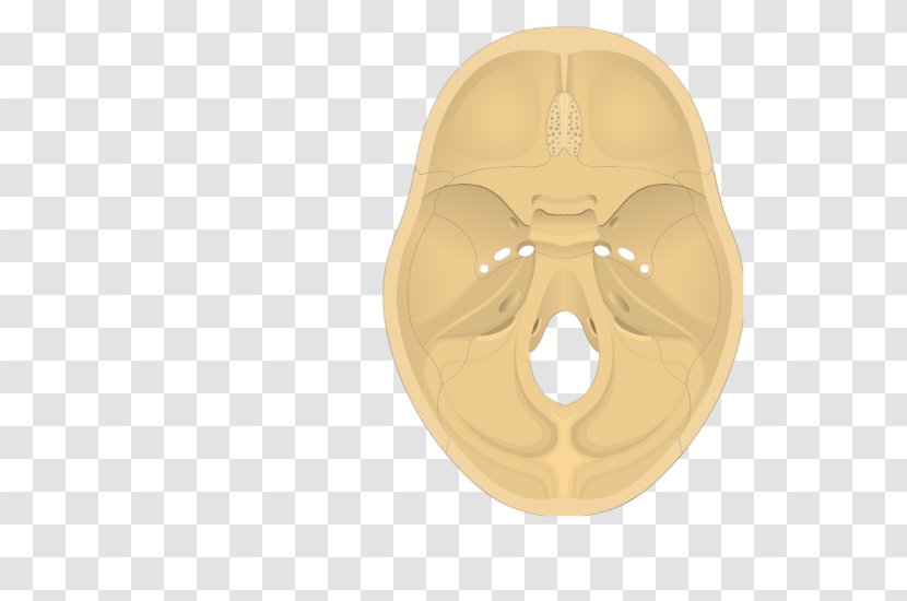 Base Of Skull Temporal Bone Occipital Transparent PNG