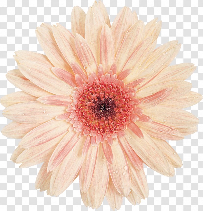 Transvaal Daisy Cut Flowers Common Floristry - Chrysanths - Gerbera Transparent PNG