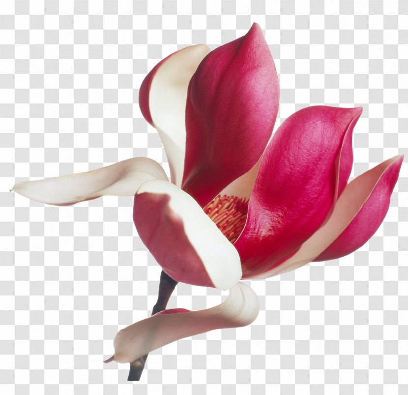 Mother Parent Flower Islam Dua - Referentie - Burgundy Flowers Transparent PNG