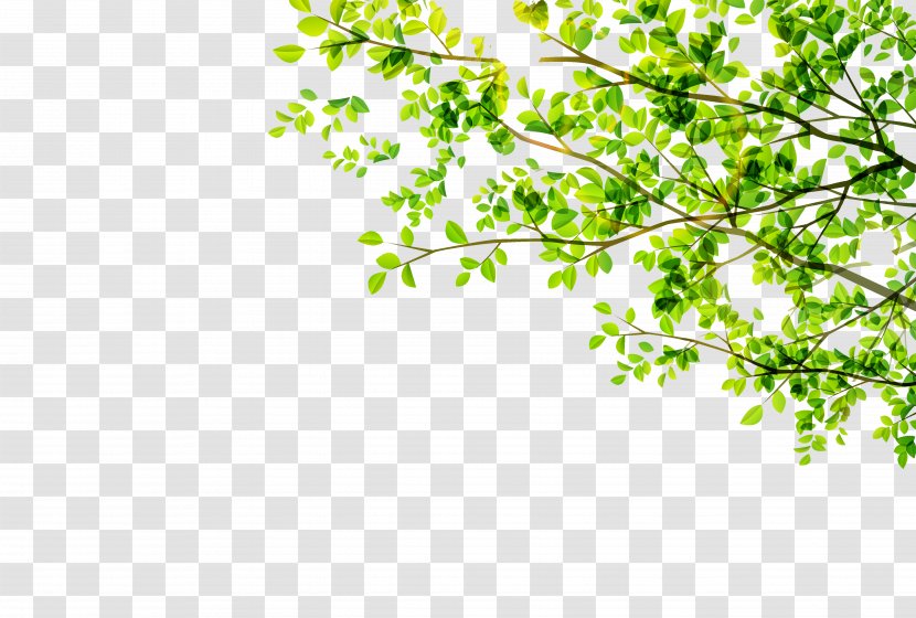 Leaf Green - Maple - Leaves Transparent PNG