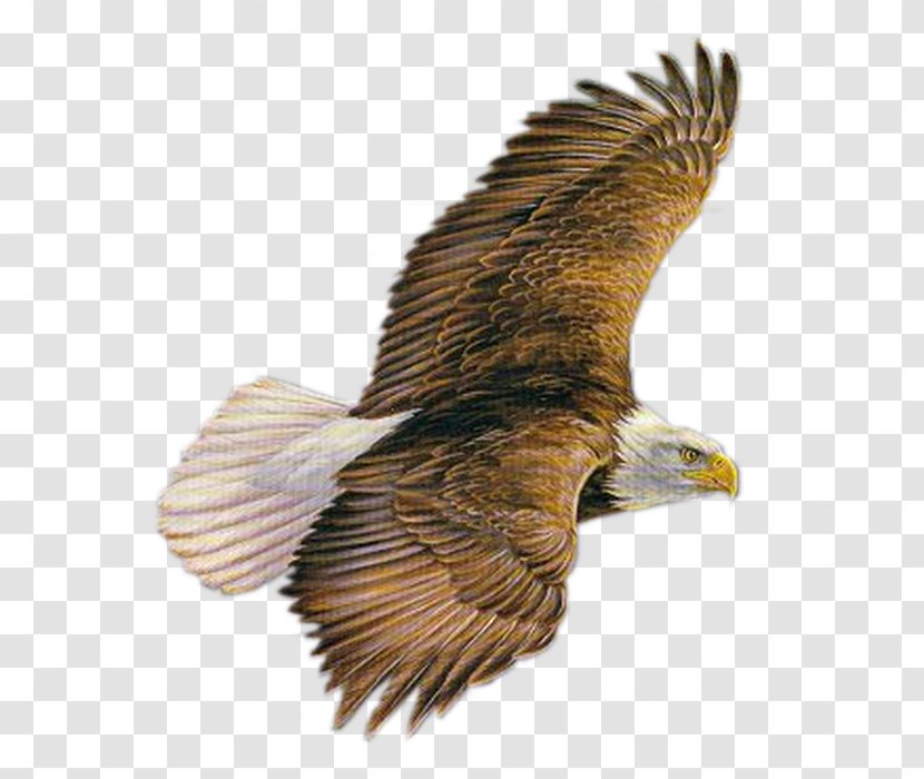 Bird Of Prey Clip Art - Vulture Transparent PNG