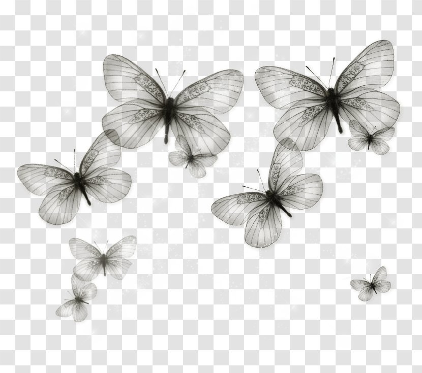 Butterfly Standard Test Image Pieridae - Petal Transparent PNG