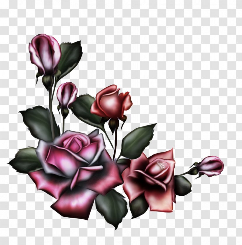 Black Rose Drawing - Architecture - Magnolia Family Order Transparent PNG